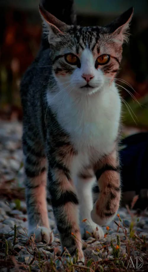 Fotoğraf 118