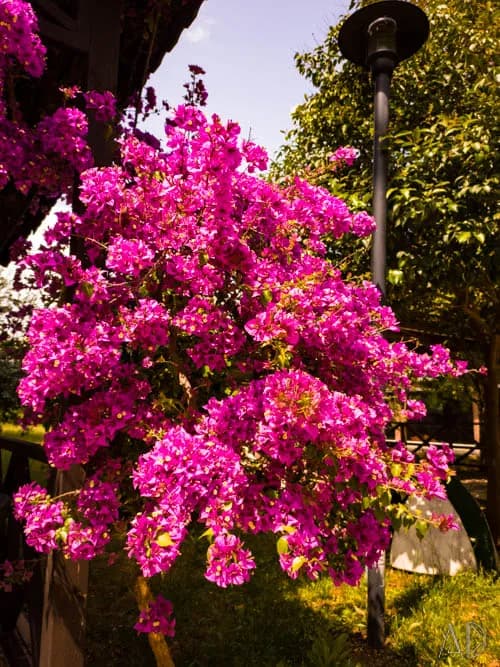 Fotoğraf 115