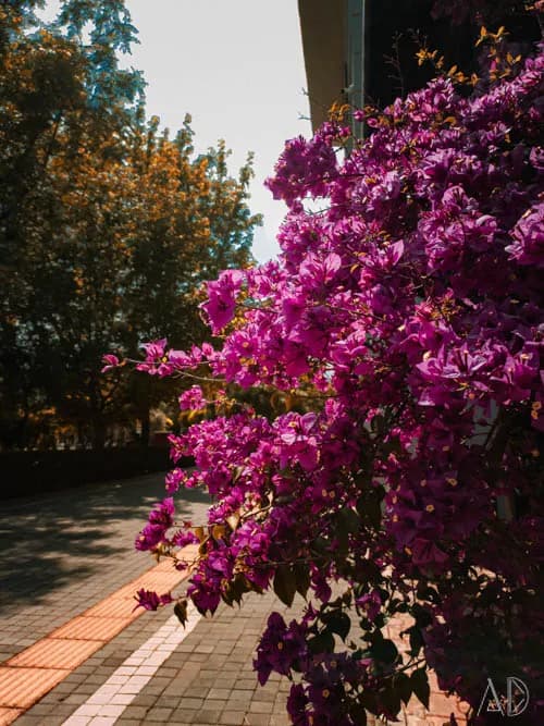Fotoğraf 114