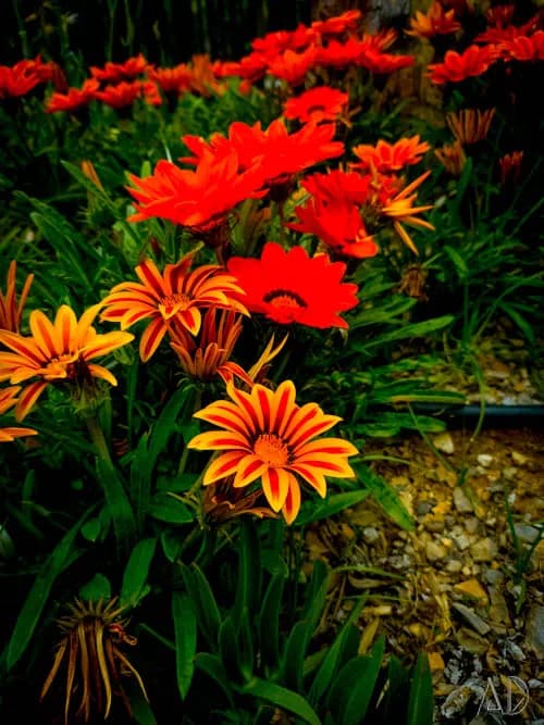 Fotoğraf 109