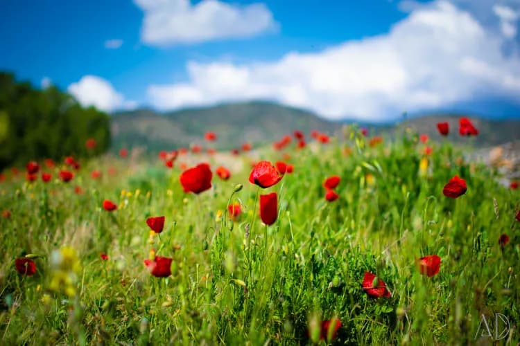 Fotoğraf 94