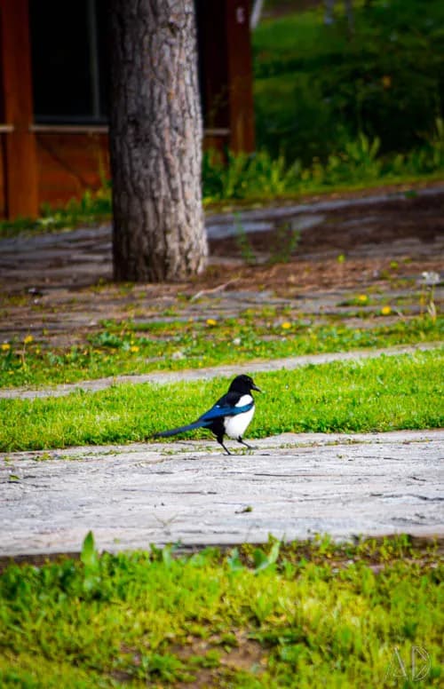 Fotoğraf 83