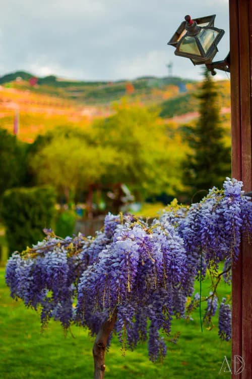 Fotoğraf 78