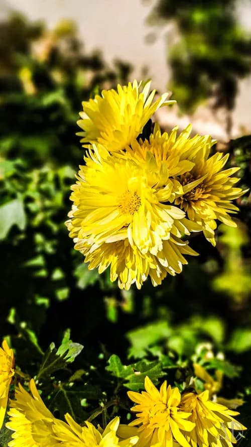 Fotoğraf 49
