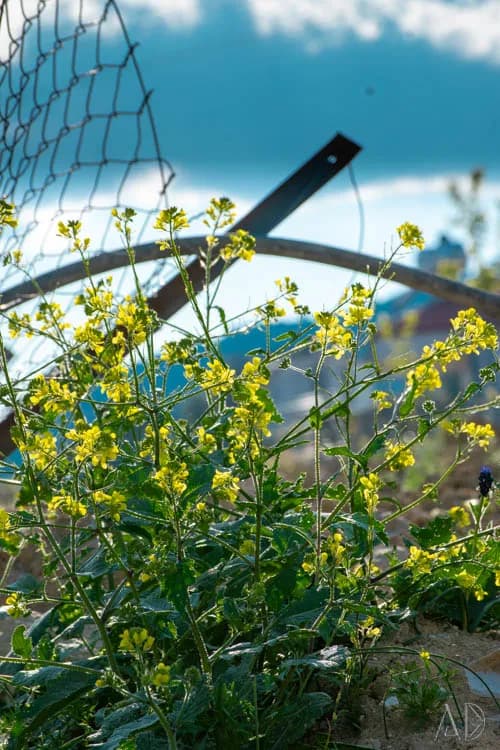 Fotoğraf 43