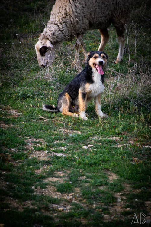 Fotoğraf 42