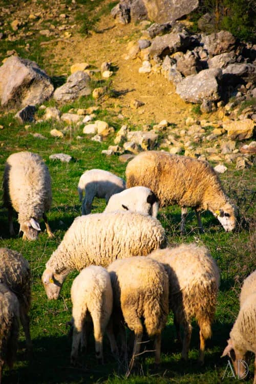 Fotoğraf 40