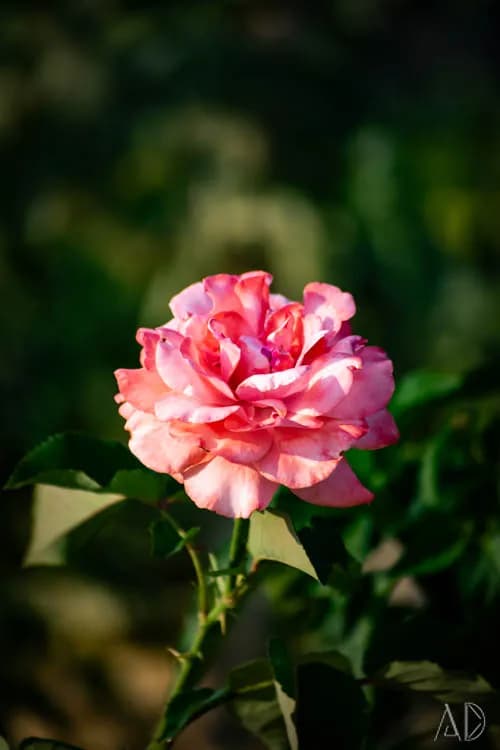Fotoğraf 36