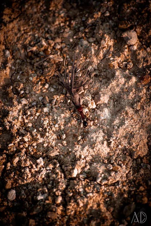 Fotoğraf 33