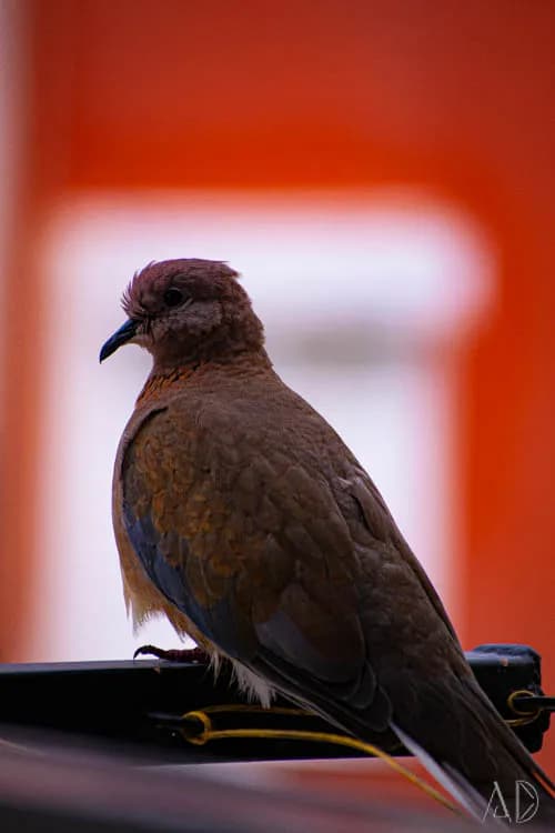 Fotoğraf 26